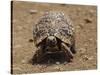 Leopard Tortoise (Geochelone Pardalis), Kruger National Park, South Africa, Africa-James Hager-Stretched Canvas