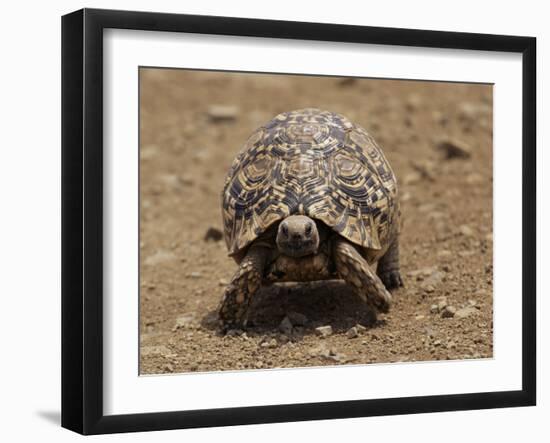 Leopard Tortoise (Geochelone Pardalis), Kruger National Park, South Africa, Africa-James Hager-Framed Photographic Print