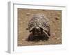 Leopard Tortoise (Geochelone Pardalis), Kruger National Park, South Africa, Africa-James Hager-Framed Photographic Print