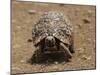 Leopard Tortoise (Geochelone Pardalis), Kruger National Park, South Africa, Africa-James Hager-Mounted Photographic Print