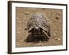 Leopard Tortoise (Geochelone Pardalis), Kruger National Park, South Africa, Africa-James Hager-Framed Photographic Print