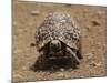 Leopard Tortoise (Geochelone Pardalis), Kruger National Park, South Africa, Africa-James Hager-Mounted Photographic Print