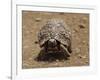 Leopard Tortoise (Geochelone Pardalis), Kruger National Park, South Africa, Africa-James Hager-Framed Photographic Print