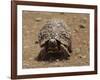 Leopard Tortoise (Geochelone Pardalis), Kruger National Park, South Africa, Africa-James Hager-Framed Photographic Print