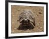 Leopard Tortoise (Geochelone Pardalis), Kruger National Park, South Africa, Africa-James Hager-Framed Photographic Print