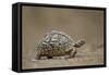 Leopard Tortoise (Geochelone Pardalis), Kruger National Park, South Africa, Africa-James-Framed Stretched Canvas