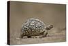 Leopard Tortoise (Geochelone Pardalis), Kruger National Park, South Africa, Africa-James-Stretched Canvas
