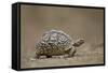 Leopard Tortoise (Geochelone Pardalis), Kruger National Park, South Africa, Africa-James-Framed Stretched Canvas