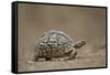 Leopard Tortoise (Geochelone Pardalis), Kruger National Park, South Africa, Africa-James-Framed Stretched Canvas