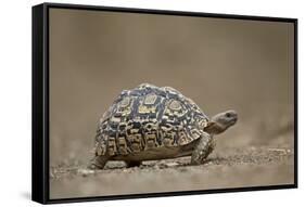 Leopard Tortoise (Geochelone Pardalis), Kruger National Park, South Africa, Africa-James-Framed Stretched Canvas