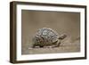 Leopard Tortoise (Geochelone Pardalis), Kruger National Park, South Africa, Africa-James-Framed Photographic Print