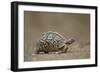 Leopard Tortoise (Geochelone Pardalis), Kruger National Park, South Africa, Africa-James-Framed Photographic Print