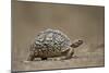 Leopard Tortoise (Geochelone Pardalis), Kruger National Park, South Africa, Africa-James-Mounted Photographic Print