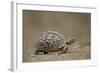 Leopard Tortoise (Geochelone Pardalis), Kruger National Park, South Africa, Africa-James-Framed Photographic Print