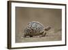 Leopard Tortoise (Geochelone Pardalis), Kruger National Park, South Africa, Africa-James-Framed Photographic Print