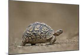 Leopard Tortoise (Geochelone Pardalis), Kruger National Park, South Africa, Africa-James-Mounted Photographic Print