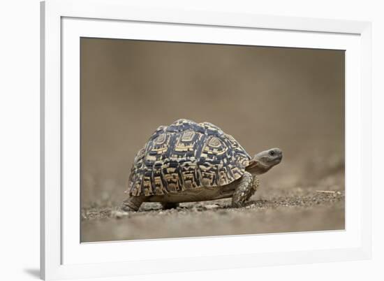 Leopard Tortoise (Geochelone Pardalis), Kruger National Park, South Africa, Africa-James-Framed Photographic Print