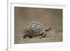 Leopard Tortoise (Geochelone Pardalis), Kruger National Park, South Africa, Africa-James-Framed Photographic Print