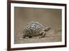 Leopard Tortoise (Geochelone Pardalis), Kruger National Park, South Africa, Africa-James-Framed Photographic Print