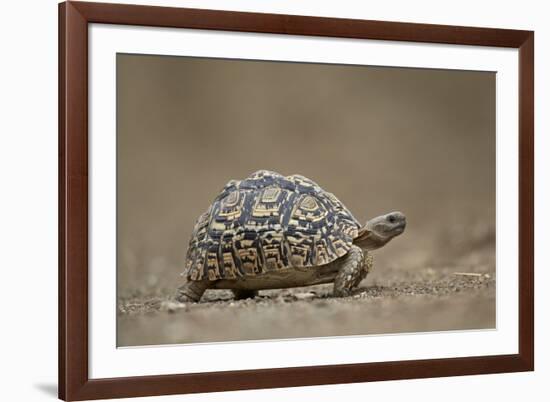 Leopard Tortoise (Geochelone Pardalis), Kruger National Park, South Africa, Africa-James-Framed Photographic Print