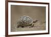 Leopard Tortoise (Geochelone Pardalis), Kruger National Park, South Africa, Africa-James-Framed Photographic Print