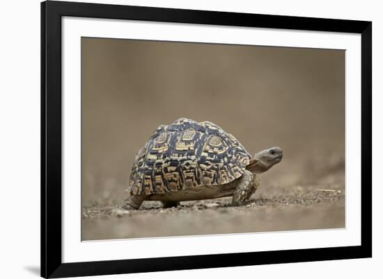 Leopard Tortoise (Geochelone Pardalis), Kruger National Park, South Africa, Africa-James-Framed Photographic Print