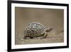 Leopard Tortoise (Geochelone Pardalis), Kruger National Park, South Africa, Africa-James-Framed Photographic Print