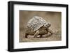 Leopard Tortoise (Geochelone Pardalis), Kruger National Park, South Africa, Africa-James Hager-Framed Photographic Print