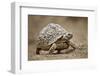 Leopard Tortoise (Geochelone Pardalis), Kruger National Park, South Africa, Africa-James Hager-Framed Photographic Print