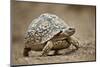 Leopard Tortoise (Geochelone Pardalis), Kruger National Park, South Africa, Africa-James Hager-Mounted Photographic Print