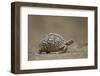 Leopard Tortoise (Geochelone Pardalis), Kruger National Park, South Africa, Africa-James-Framed Photographic Print