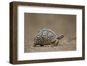 Leopard Tortoise (Geochelone Pardalis), Kruger National Park, South Africa, Africa-James-Framed Photographic Print