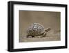 Leopard Tortoise (Geochelone Pardalis), Kruger National Park, South Africa, Africa-James-Framed Photographic Print