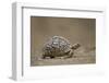 Leopard Tortoise (Geochelone Pardalis), Kruger National Park, South Africa, Africa-James-Framed Photographic Print