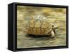 Leopard Tortoise (Geochelone Pardalis) Running-Jane Burton-Framed Stretched Canvas