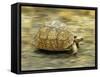 Leopard Tortoise (Geochelone Pardalis) Running-Jane Burton-Framed Stretched Canvas