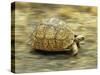 Leopard Tortoise (Geochelone Pardalis) Running-Jane Burton-Stretched Canvas