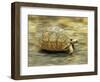 Leopard Tortoise (Geochelone Pardalis) Running-Jane Burton-Framed Premium Photographic Print