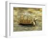 Leopard Tortoise (Geochelone Pardalis) Running-Jane Burton-Framed Premium Photographic Print