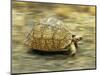 Leopard Tortoise (Geochelone Pardalis) Running-Jane Burton-Mounted Premium Photographic Print