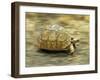 Leopard Tortoise (Geochelone Pardalis) Running-Jane Burton-Framed Premium Photographic Print