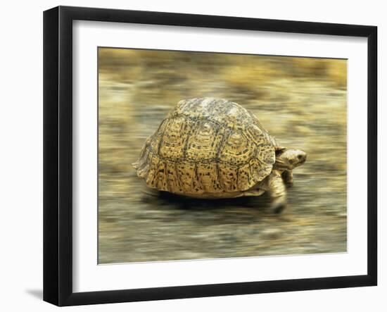 Leopard Tortoise (Geochelone Pardalis) Running-Jane Burton-Framed Premium Photographic Print