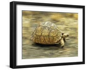 Leopard Tortoise (Geochelone Pardalis) Running-Jane Burton-Framed Premium Photographic Print