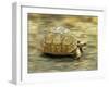 Leopard Tortoise (Geochelone Pardalis) Running-Jane Burton-Framed Premium Photographic Print