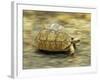 Leopard Tortoise (Geochelone Pardalis) Running-Jane Burton-Framed Photographic Print