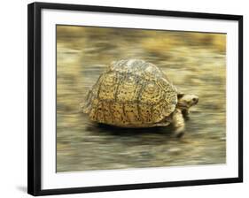 Leopard Tortoise (Geochelone Pardalis) Running-Jane Burton-Framed Photographic Print