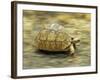 Leopard Tortoise (Geochelone Pardalis) Running-Jane Burton-Framed Photographic Print