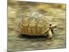 Leopard Tortoise (Geochelone Pardalis) Running-Jane Burton-Mounted Photographic Print