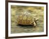 Leopard Tortoise (Geochelone Pardalis) Running-Jane Burton-Framed Photographic Print