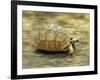 Leopard Tortoise (Geochelone Pardalis) Running-Jane Burton-Framed Photographic Print